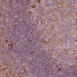 Invitrogen Fascin Polyclonal Antibody 100 &mu;L; Unconjugated:Antibodies,