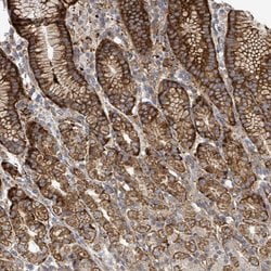 EGFL7 Polyclonal Antibody, Invitrogen 100 &mu;L; Unconjugated:Antibodies,