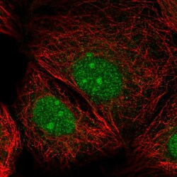 Invitrogen IRX2 Polyclonal Antibody 100 &mu;L; Unconjugated:Antibodies,