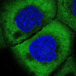 Invitrogen eIF3j Polyclonal Antibody 100 &mu;L; Unconjugated:Antibodies,