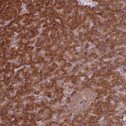 Invitrogen eIF3j Polyclonal Antibody 100 &mu;L; Unconjugated:Antibodies,