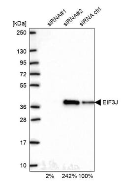 Invitrogen eIF3j Polyclonal Antibody 100 &mu;L; Unconjugated:Antibodies,
