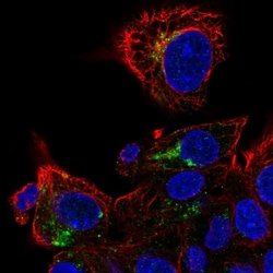 Invitrogen Apolipoprotein M Polyclonal Antibody 100 &mu;L; Unconjugated:Antibodies,