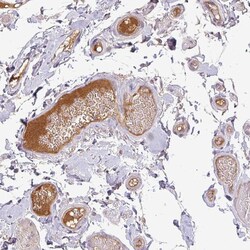 Invitrogen Apolipoprotein M Polyclonal Antibody 100 &mu;L; Unconjugated:Antibodies,