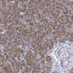 Invitrogen ARFGAP1 Polyclonal Antibody 100 &mu;L; Unconjugated:Antibodies,