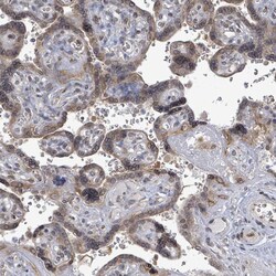 Invitrogen ARFGAP1 Polyclonal Antibody 100 &mu;L; Unconjugated:Antibodies,