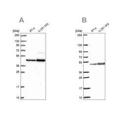 Invitrogen ARFGAP1 Polyclonal Antibody 100 &mu;L; Unconjugated:Antibodies,