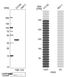 Invitrogen Calponin 3 Polyclonal Antibody 100 &mu;L; Unconjugated:Antibodies,