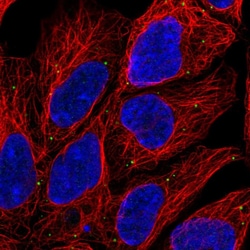 Invitrogen LAMP3 Polyclonal Antibody 100 &mu;L; Unconjugated:Antibodies,