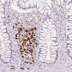 Invitrogen LAMP3 Polyclonal Antibody 100 &mu;L; Unconjugated:Antibodies,