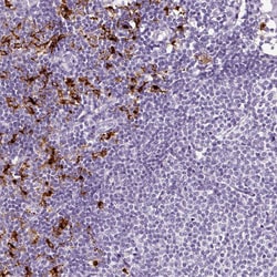 Invitrogen LAMP3 Polyclonal Antibody 100 &mu;L; Unconjugated:Antibodies,