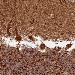 Invitrogen MT-CO2 Polyclonal Antibody 100 &mu;L; Unconjugated:Antibodies,