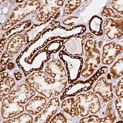 Invitrogen MT-CO2 Polyclonal Antibody 100 &mu;L; Unconjugated:Antibodies,