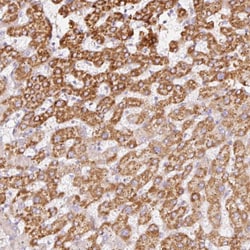 Invitrogen MT-CO2 Polyclonal Antibody 100 &mu;L; Unconjugated:Antibodies,