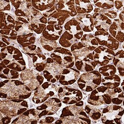 Invitrogen MT-CO2 Polyclonal Antibody 100 &mu;L; Unconjugated:Antibodies,