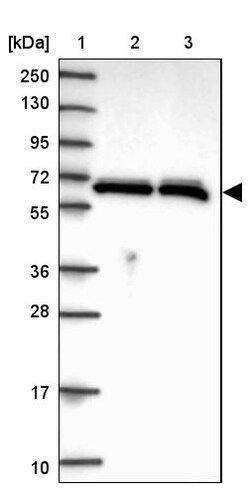 Invitrogen hnRNP L Polyclonal Antibody 100 &mu;L; Unconjugated:Antibodies,