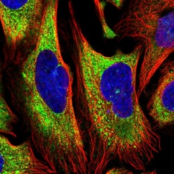 Invitrogen EEF1A1 Polyclonal Antibody 100 &mu;L; Unconjugated:Antibodies,
