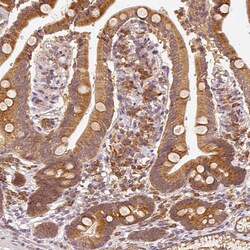 Invitrogen EEF1A1 Polyclonal Antibody 100 &mu;L; Unconjugated:Antibodies,