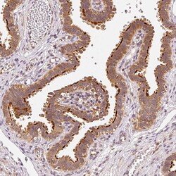 Invitrogen EEF1A1 Polyclonal Antibody 100 &mu;L; Unconjugated:Antibodies,