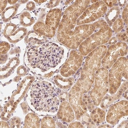 Invitrogen EEF1A1 Polyclonal Antibody 100 &mu;L; Unconjugated:Antibodies,