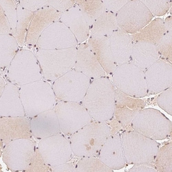 Invitrogen EEF1A1 Polyclonal Antibody 100 &mu;L; Unconjugated:Antibodies,