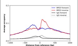 Invitrogen BRD3 Polyclonal Antibody 100 &mu;L; Unconjugated:Antibodies,
