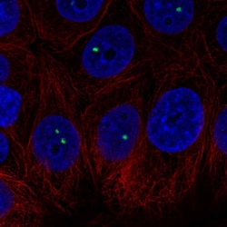 Invitrogen BRD3 Polyclonal Antibody 100 &mu;L; Unconjugated:Antibodies,
