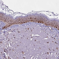 Invitrogen BRD3 Polyclonal Antibody 100 &mu;L; Unconjugated:Antibodies,