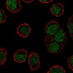EKLF Rabbit anti-Human, Polyclonal, Invitrogen 100 &mu;L; Unconjugated:Antibodies,