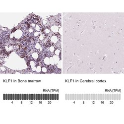 EKLF Rabbit anti-Human, Polyclonal, Invitrogen 100 &mu;L; Unconjugated:Antibodies,