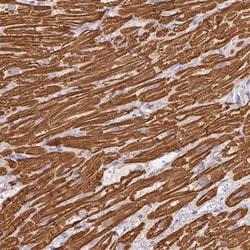 Invitrogen MYL4 Polyclonal Antibody 100 &mu;L; Unconjugated:Antibodies,