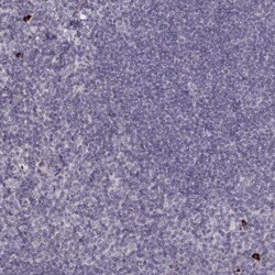 Invitrogen S100Z Polyclonal Antibody 100 &mu;L; Unconjugated:Antibodies,