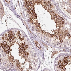 Invitrogen C/EBP zeta Polyclonal Antibody 100 &mu;L; Unconjugated:Antibodies,