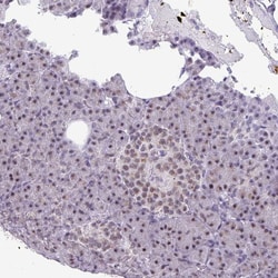 Invitrogen PUF60 Polyclonal Antibody 100 &mu;L; Unconjugated:Antibodies,