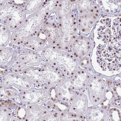 Invitrogen PUF60 Polyclonal Antibody 100 &mu;L; Unconjugated:Antibodies,