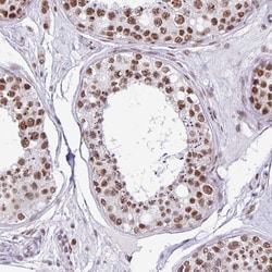 Invitrogen PUF60 Polyclonal Antibody 100 &mu;L; Unconjugated:Antibodies,