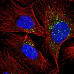 Invitrogen RAB20 Polyclonal Antibody 100 &mu;L; Unconjugated:Antibodies,