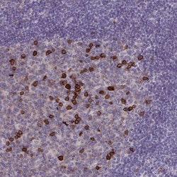 Invitrogen CD38 Polyclonal Antibody 100 &mu;L; Unconjugated:Antibodies,