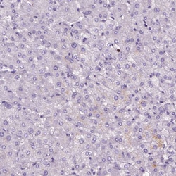 Invitrogen MZB1 Polyclonal Antibody 100 &mu;L; Unconjugated:Antibodies,
