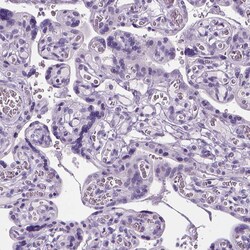 Invitrogen MZB1 Polyclonal Antibody 100 &mu;L; Unconjugated:Antibodies,
