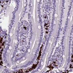 Invitrogen MZB1 Polyclonal Antibody 100 &mu;L; Unconjugated:Antibodies,