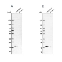 Invitrogen MZB1 Polyclonal Antibody 100 &mu;L; Unconjugated:Antibodies,