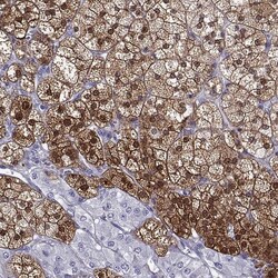Invitrogen AKR1B1 Polyclonal Antibody 100 &mu;L; Unconjugated:Antibodies,