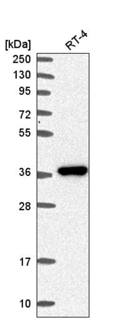 Invitrogen AKR1B1 Polyclonal Antibody 100 &mu;L; Unconjugated:Antibodies,