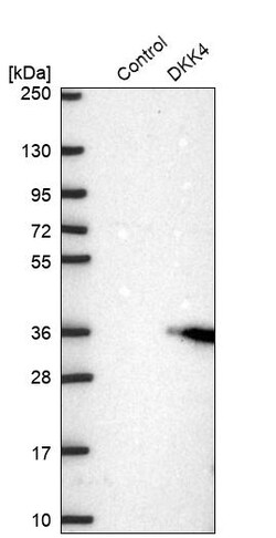 Invitrogen DKK4 Polyclonal Antibody 100 &mu;L | Buy Online | Invitrogen&trade; | Fisher Scientific