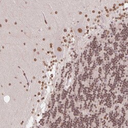 Invitrogen SAP30BP Polyclonal Antibody 100 &mu;L; Unconjugated:Antibodies,