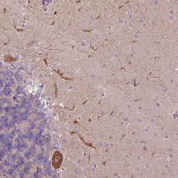 Invitrogen L3MBTL3 Polyclonal Antibody 100 &mu;L; Unconjugated:Antibodies,