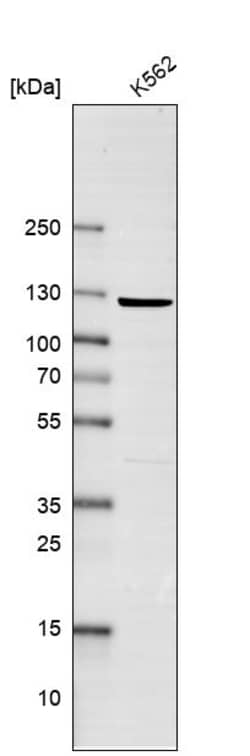 Invitrogen EXO1 Polyclonal Antibody 100 &mu;L; Unconjugated:Antibodies,