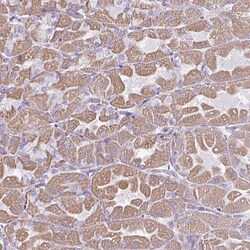 Invitrogen RGS16 Polyclonal Antibody 100 &mu;L; Unconjugated:Antibodies,