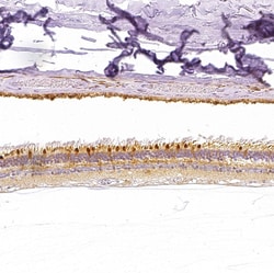 Invitrogen PLA2G5 Polyclonal Antibody 100 &mu;L; Unconjugated:Antibodies,